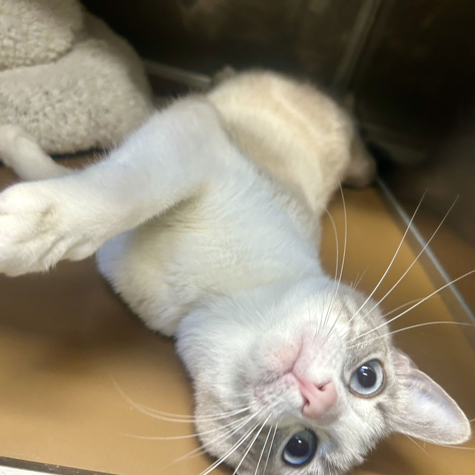 Lizzie Bennett - Photo 3