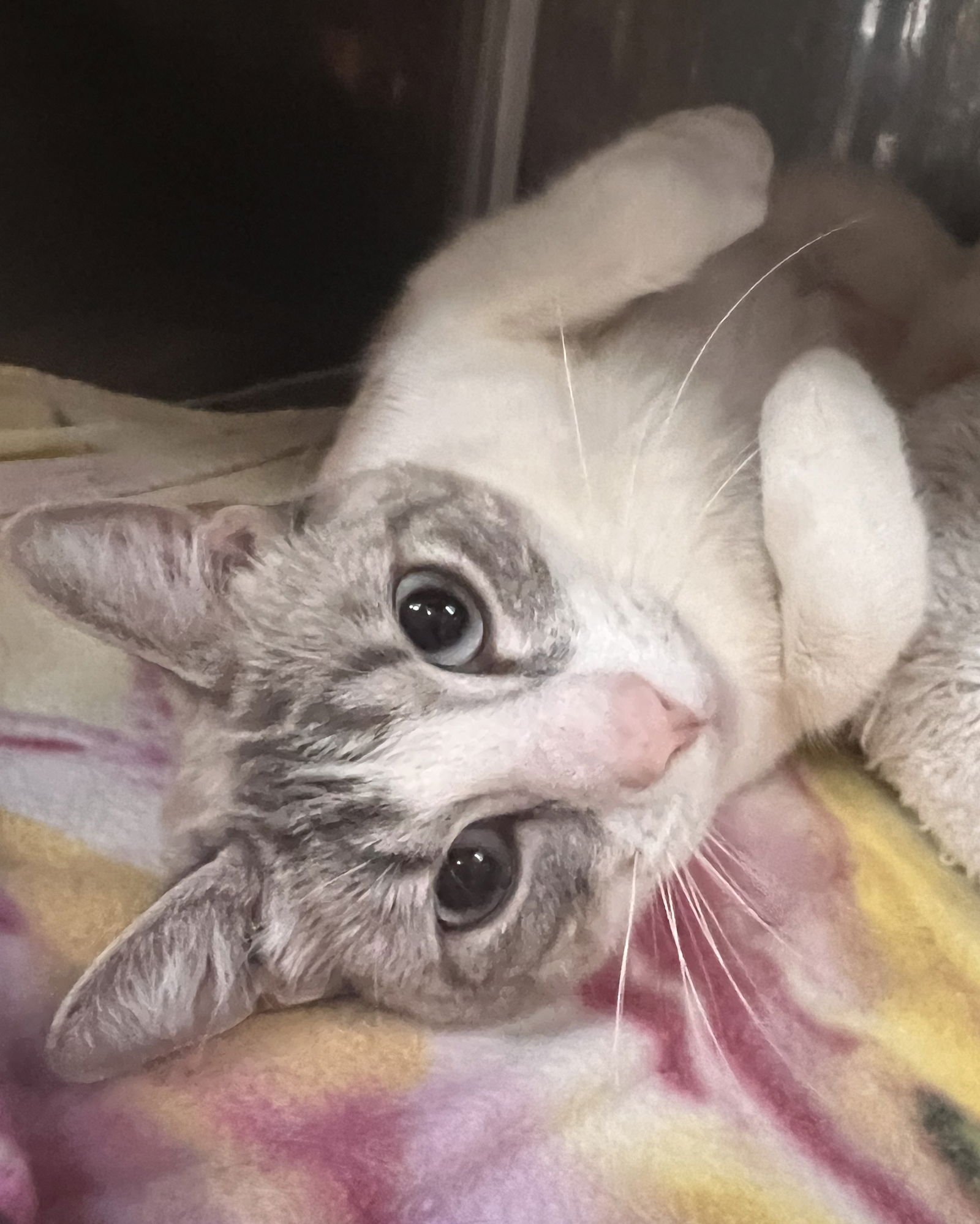 Lizzie Bennett - Photo 4