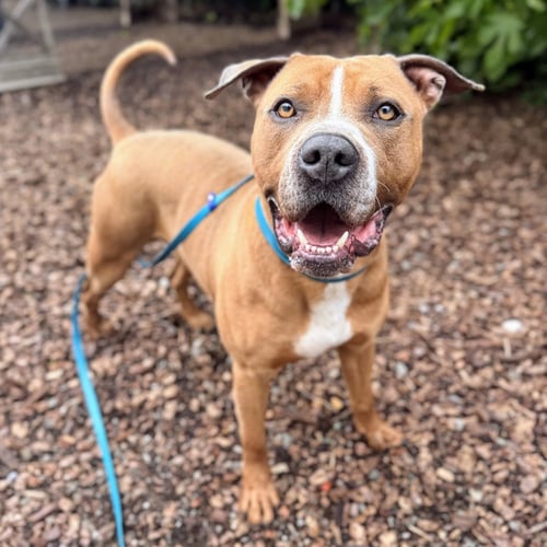 EXPO - American Pit Bull Terrier available for adoption