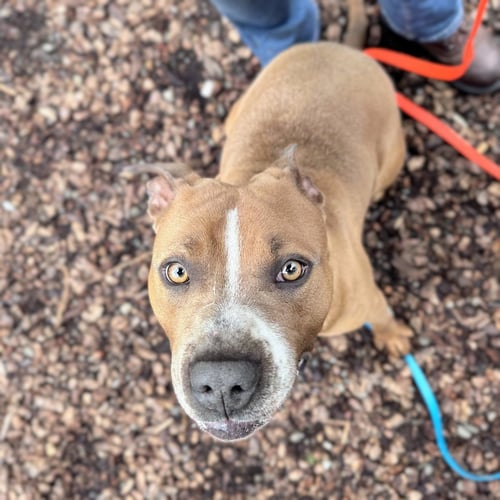 EXPO - American Pit Bull Terrier available for adoption