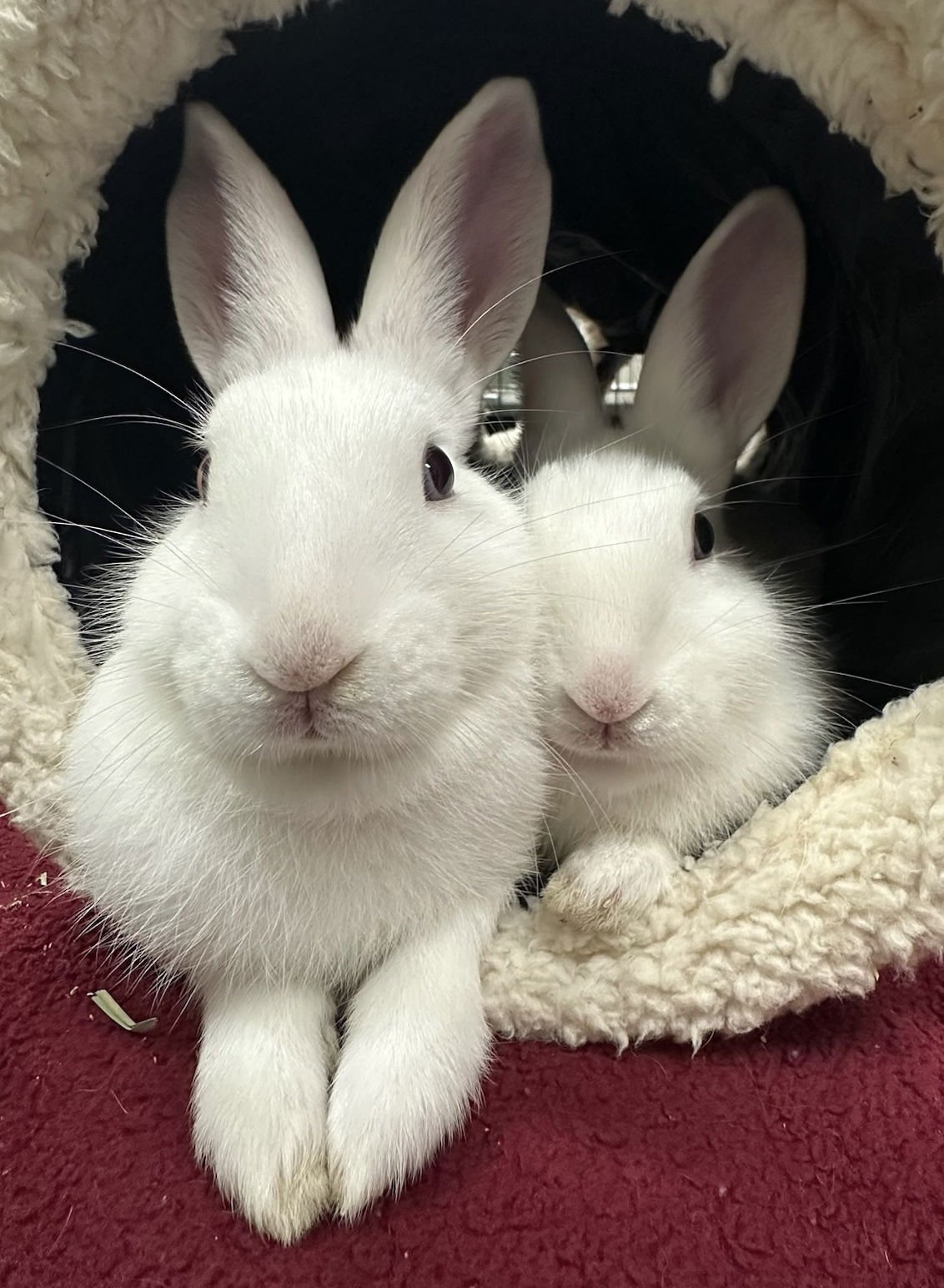 VELMA (BONDED W/ ROXIE) - American available for adoption