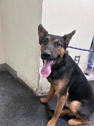 SIGNAL - Shepherd available for adoption