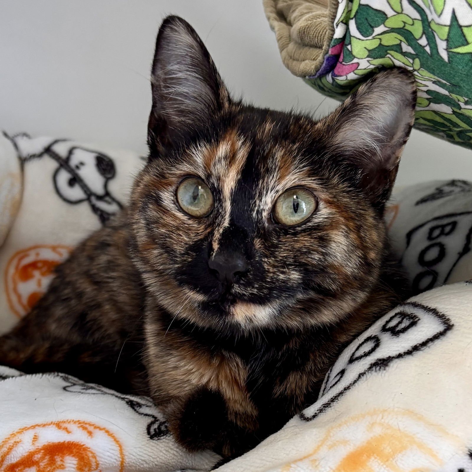 NOEMI - Domestic Short Hair available for adoption