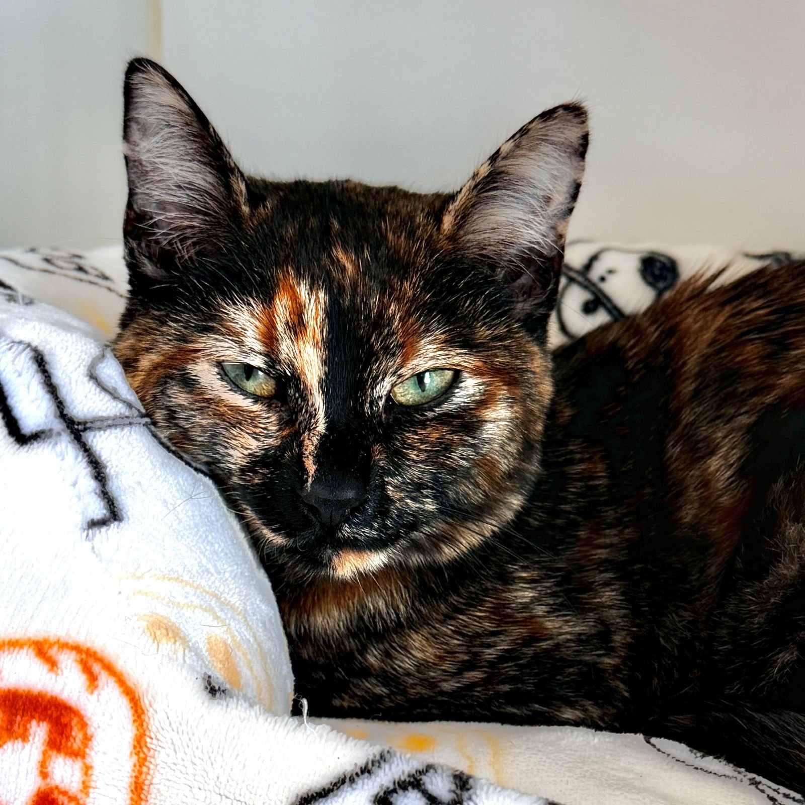 NOEMI - Domestic Short Hair available for adoption