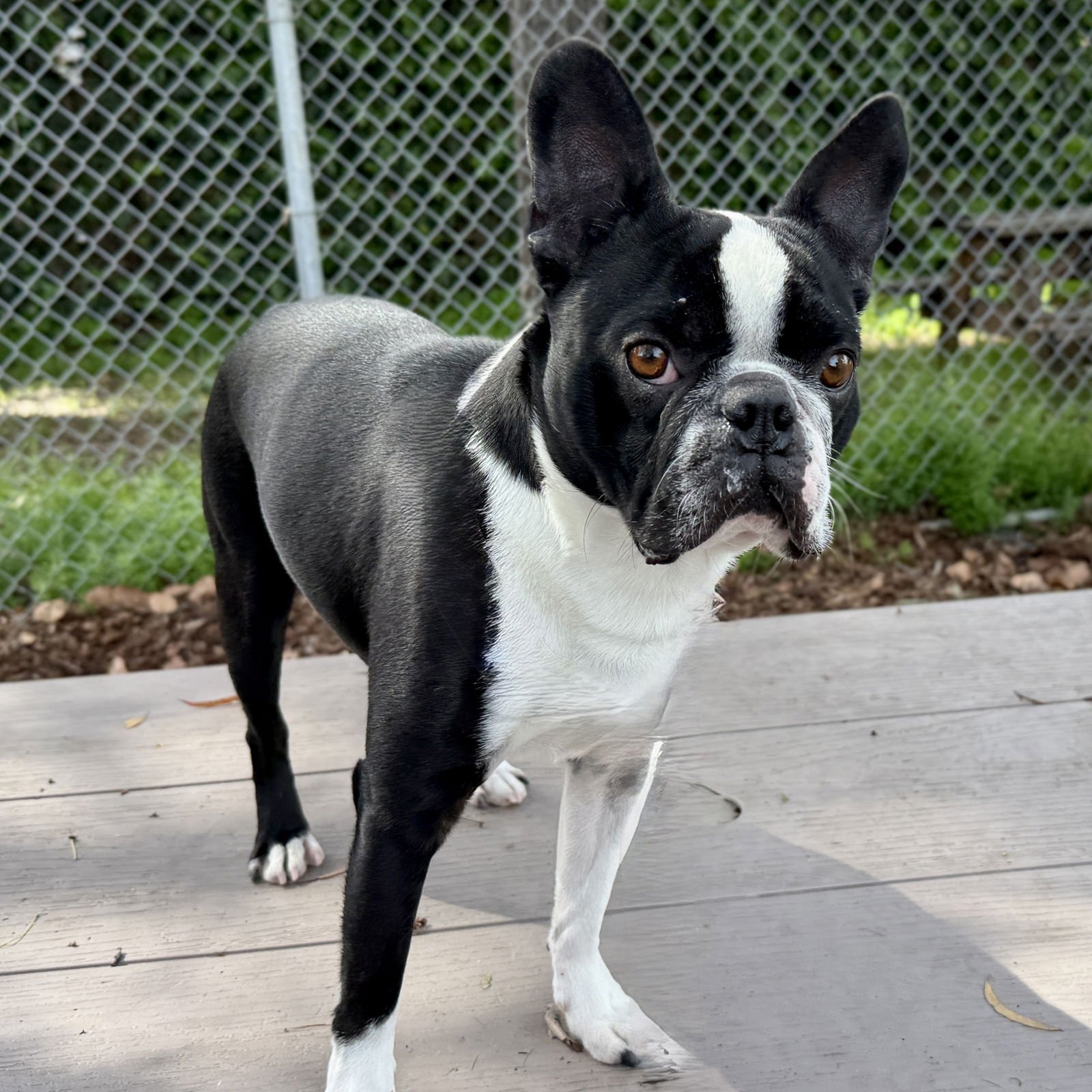 SNOOPY - Unknown available for adoption