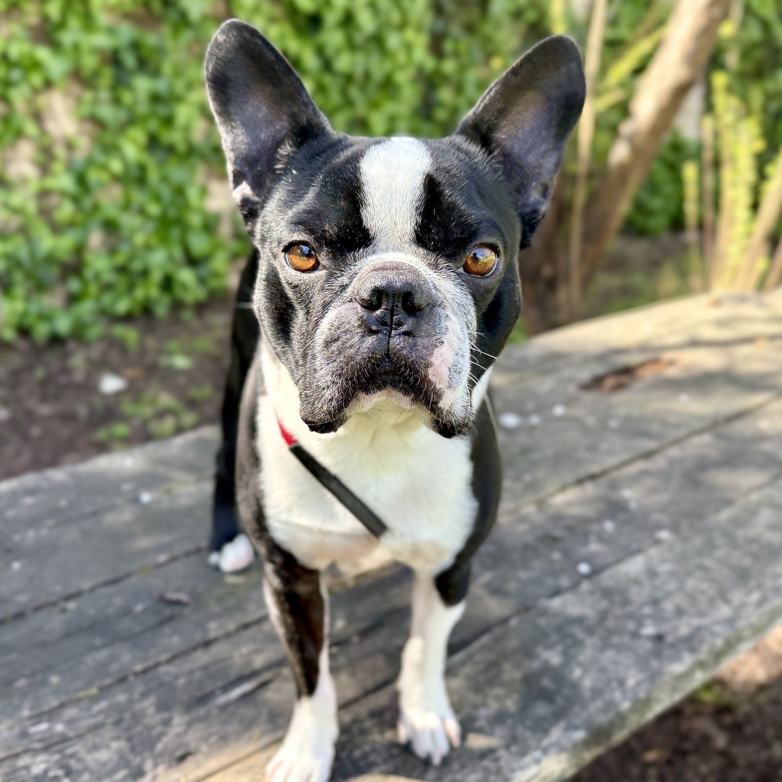 SNOOPY - Unknown available for adoption