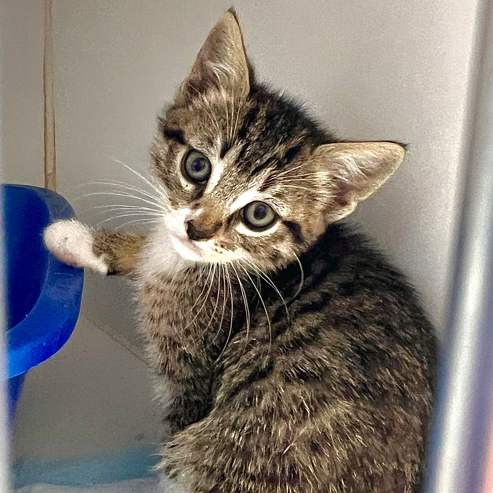 SHROOM (BONDED W/SHITAKE) - Domestic Short Hair available for adoption