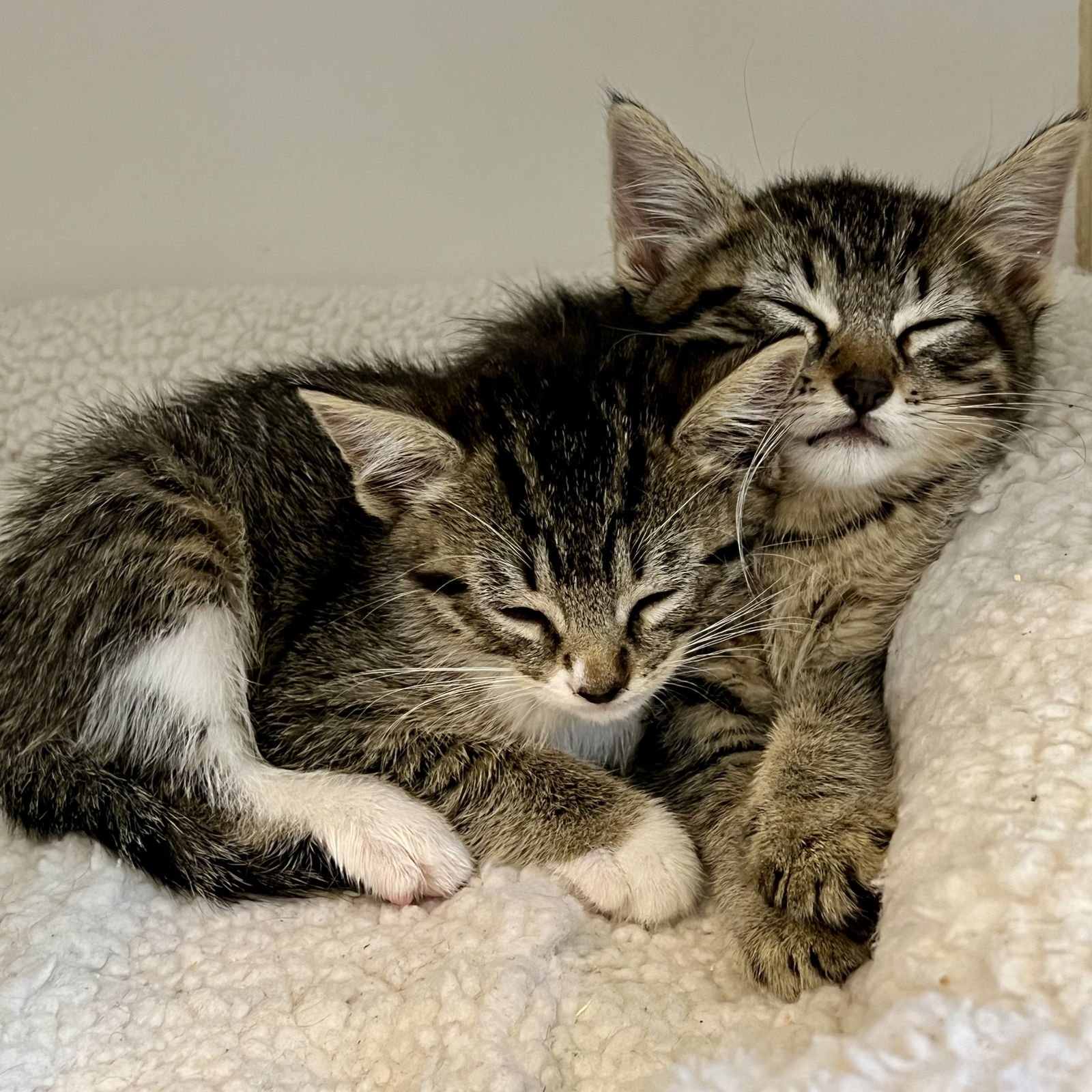 SHROOM (BONDED W/SHITAKE) - Domestic Short Hair available for adoption