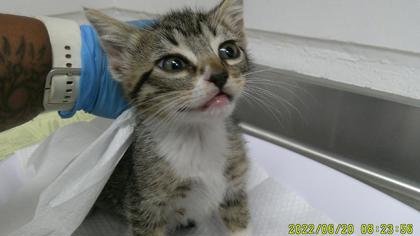 Shroom (bonded w/Shitake) - Photo 3