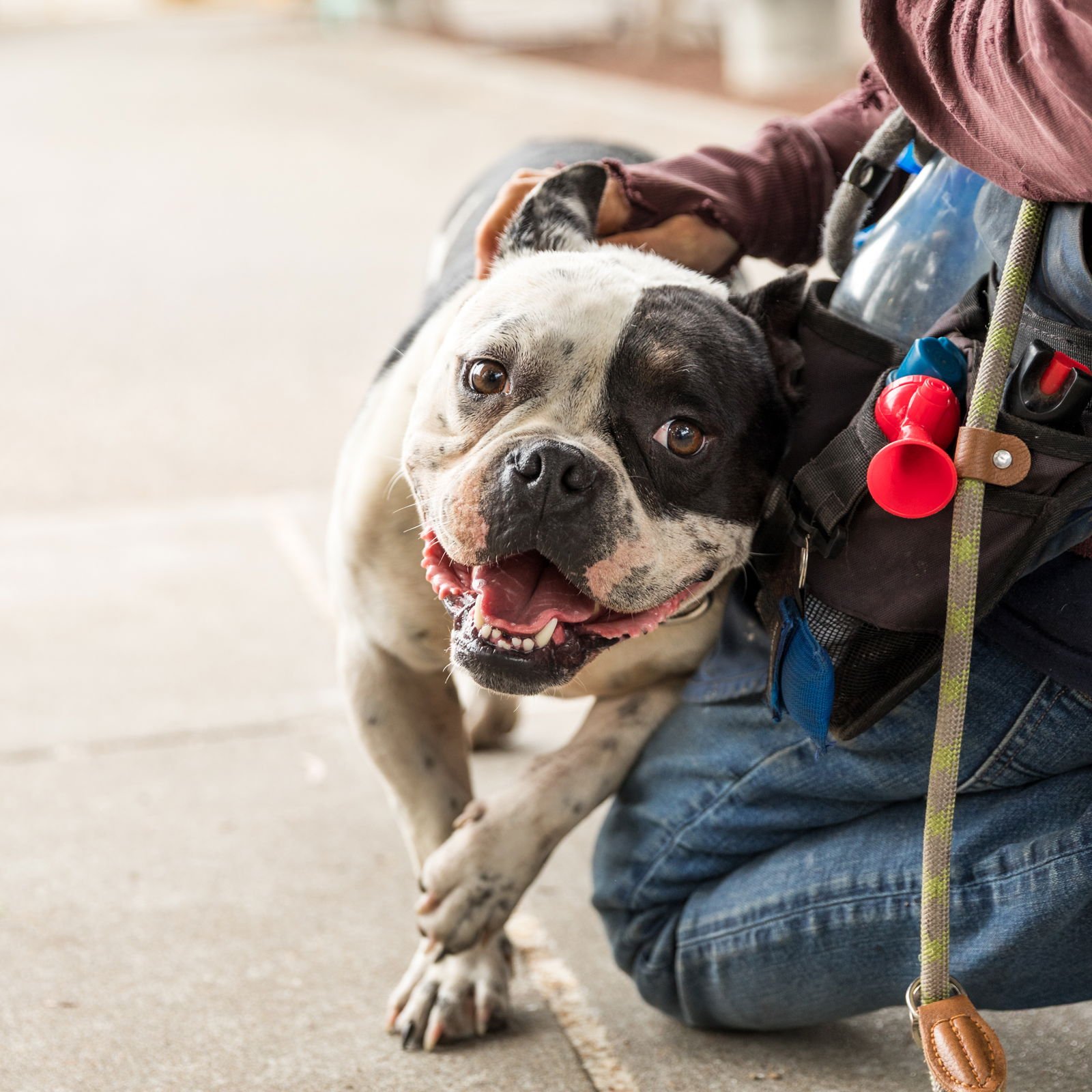 WILLIS - Bulldog available for adoption