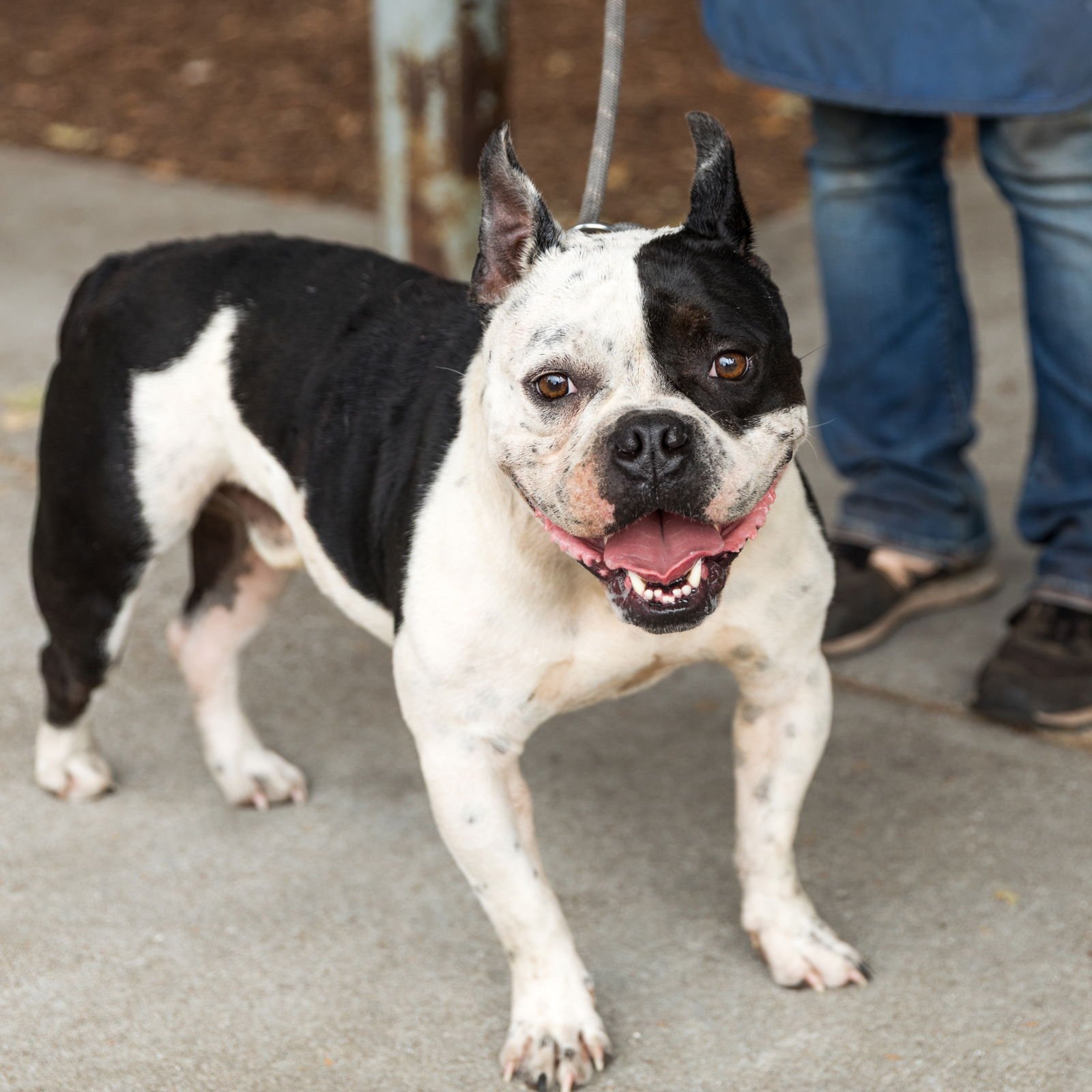 WILLIS - Bulldog available for adoption