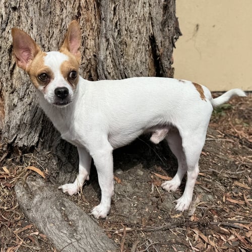 CHAPPIE - Chihuahua available for adoption