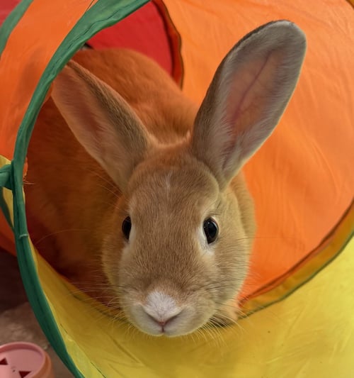 PUNKY - American available for adoption