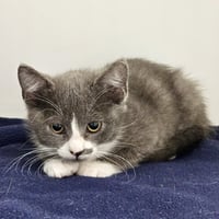 Boots (bonded w/ Toots) - Photo 2