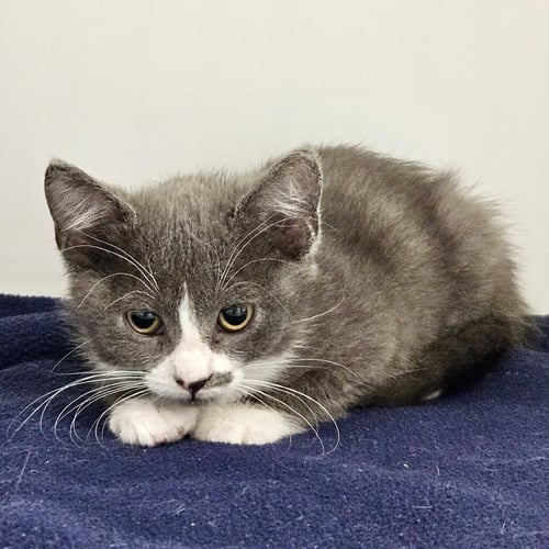 BOOTS (BONDED W/ TOOTS) - Domestic Short Hair available for adoption