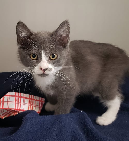 BOOTS (BONDED W/ TOOTS) - Domestic Short Hair available for adoption