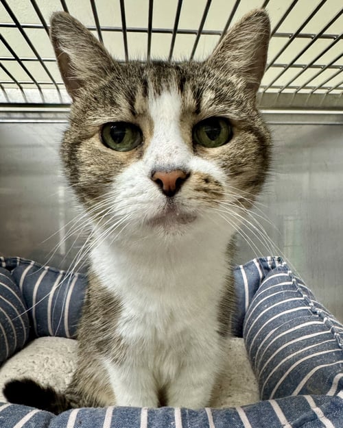 ROMA (BONDED W/ LUCA) - Domestic Short Hair available for adoption