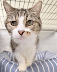 Roma (bonded w/ Luca) - Photo 2