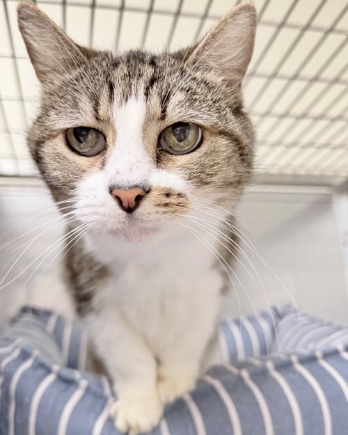 ROMA (BONDED W/ LUCA) - Domestic Short Hair available for adoption