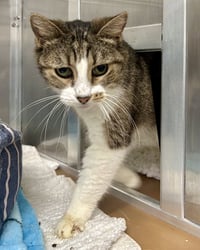 Roma (bonded w/ Luca) - Photo 3