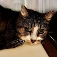 Roma (bonded w/ Luca) - Photo 4