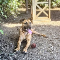 Earl - Photo 6