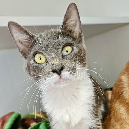 PIE (BONDED W/ PECAN) - Domestic Short Hair available for adoption