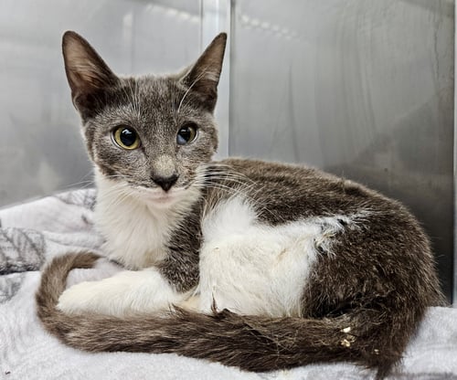 PIE (BONDED W/ PECAN) - Domestic Short Hair available for adoption