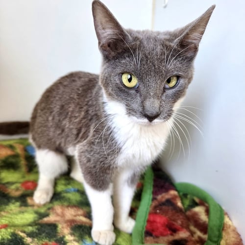 PIE (BONDED W/ PECAN) - Domestic Short Hair available for adoption