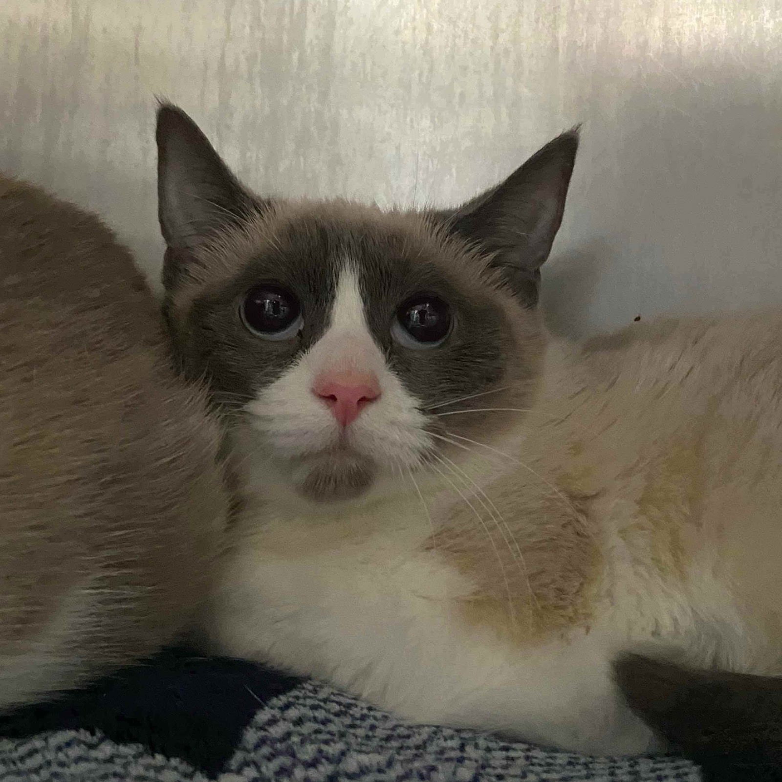 GEMMA (BONDED W/ MEDALLIA) - Siamese available for adoption