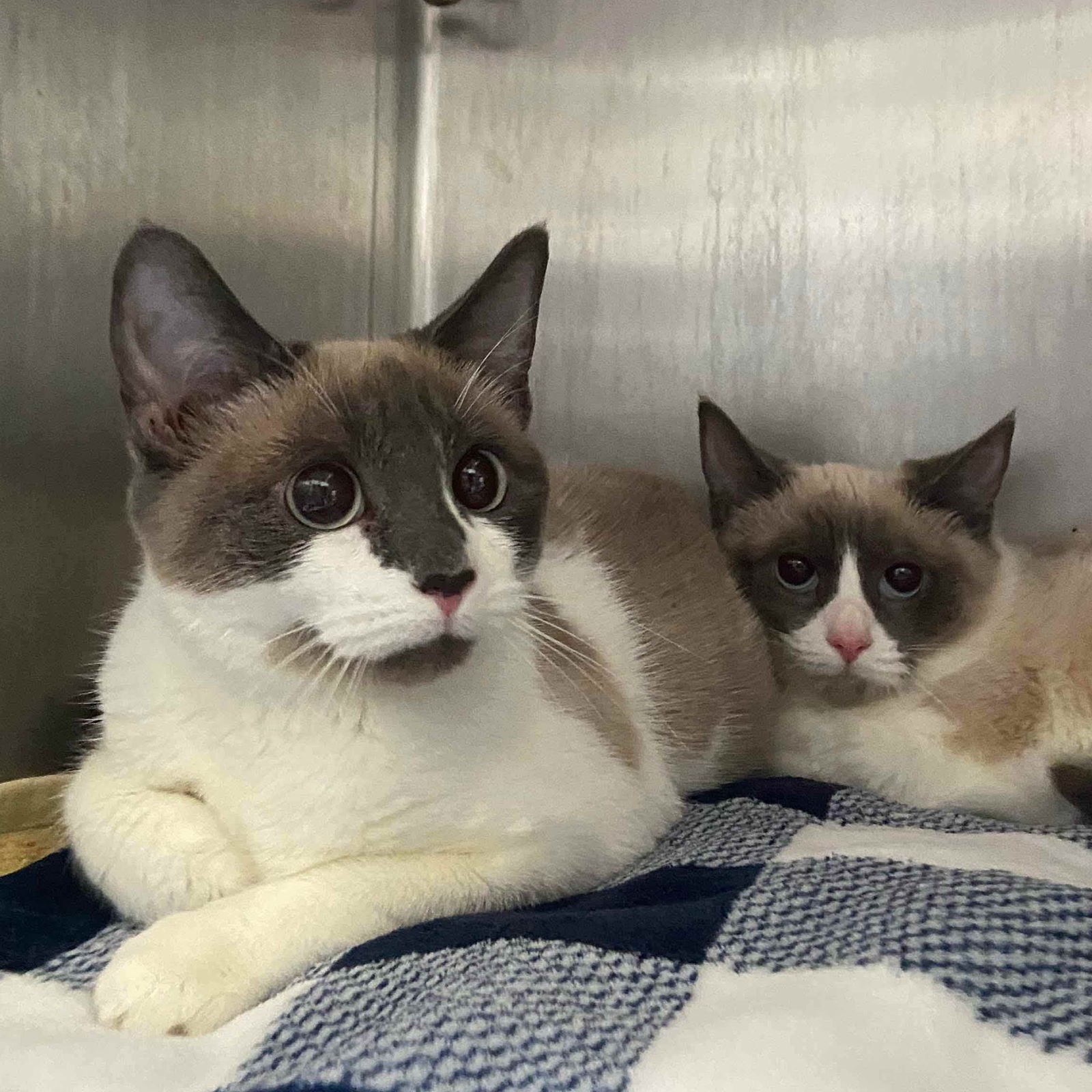 GEMMA (BONDED W/ MEDALLIA) - Siamese available for adoption