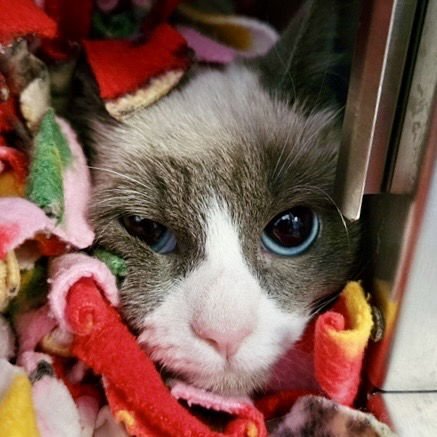 Gemma (bonded w/ Medallia) - Photo 3