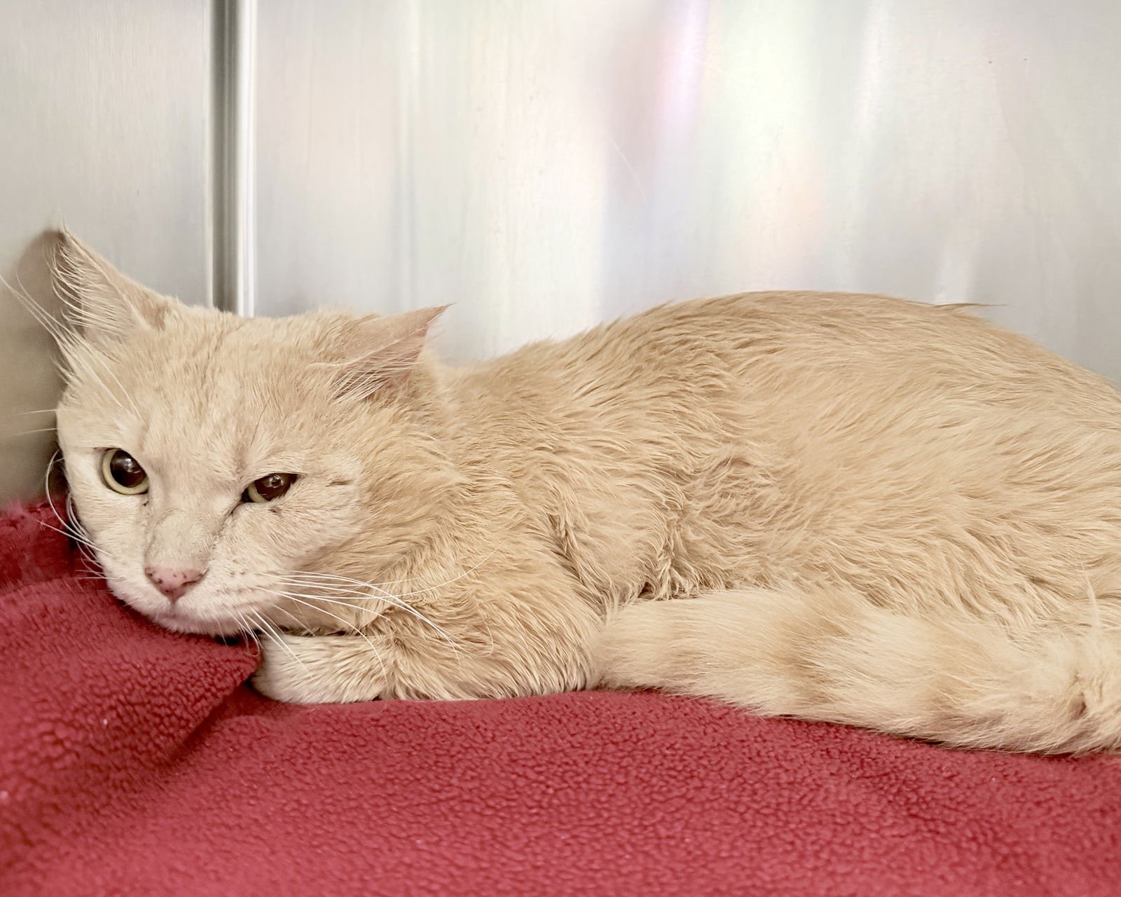 OLLIE - Domestic Medium Hair available for adoption