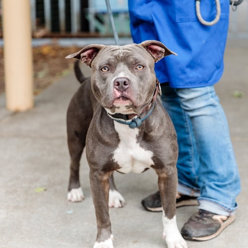 BARNEY - Pit Bull Terrier available for adoption
