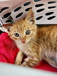 Clyde (bonded w/ Bunny) - Photo 4