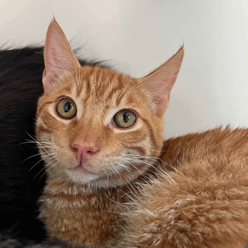 CLYDE (BONDED W/ BUNNY) - Domestic Short Hair available for adoption