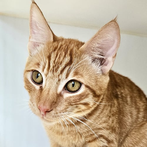 CLYDE (BONDED W/ BUNNY) - Domestic Short Hair available for adoption