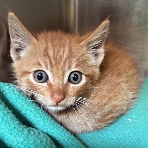 CLYDE (BONDED W/ BUNNY) - Domestic Short Hair available for adoption
