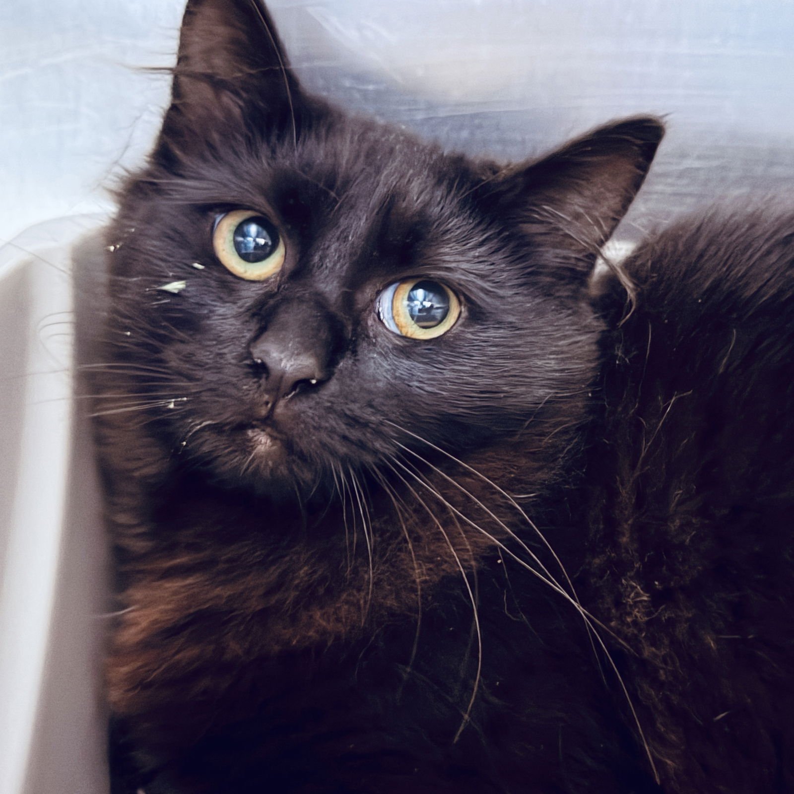 KATNISS (BONDED W/ EVERDEEN) - Domestic Medium Hair available for adoption