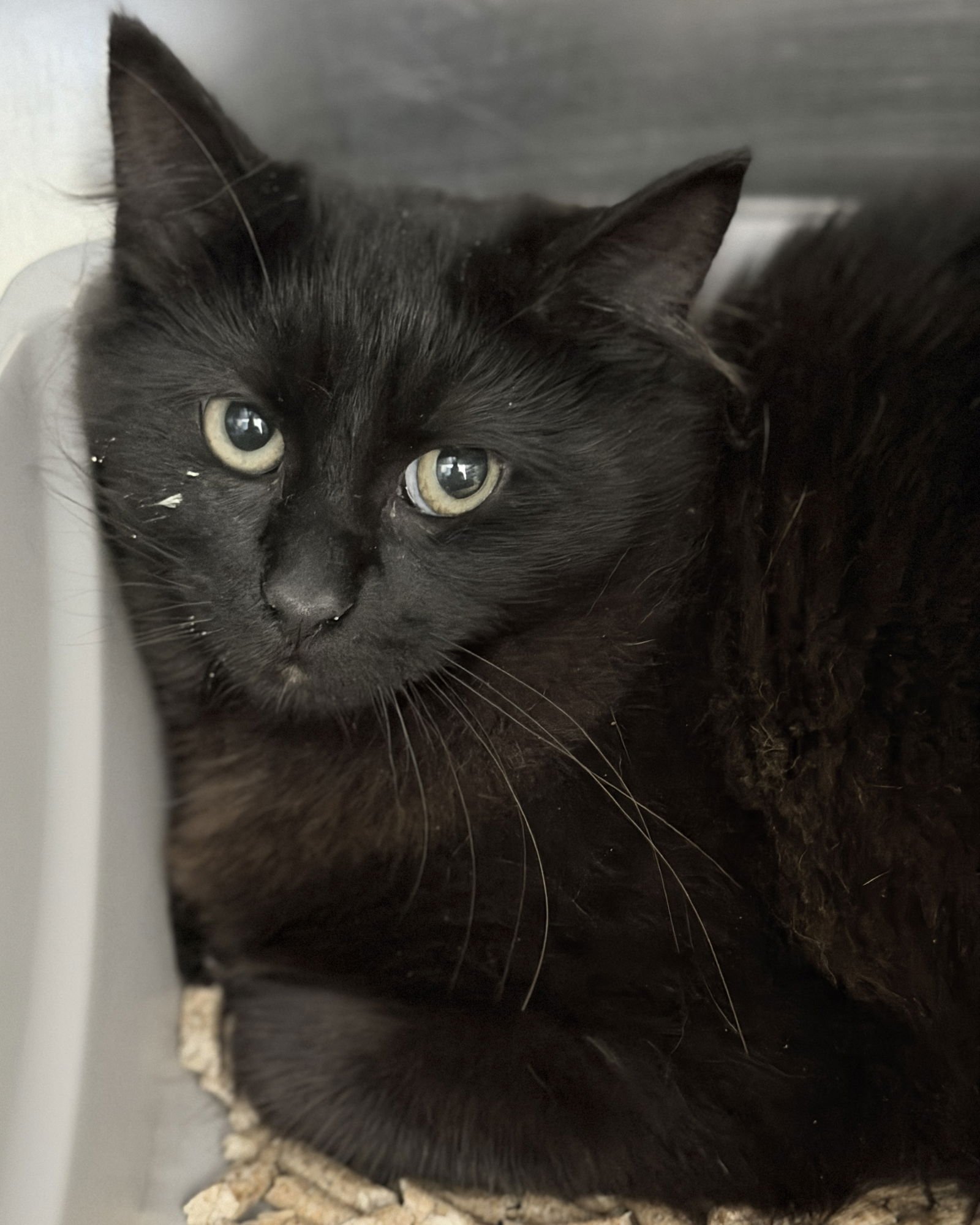 KATNISS (BONDED W/ EVERDEEN) - Domestic Medium Hair available for adoption