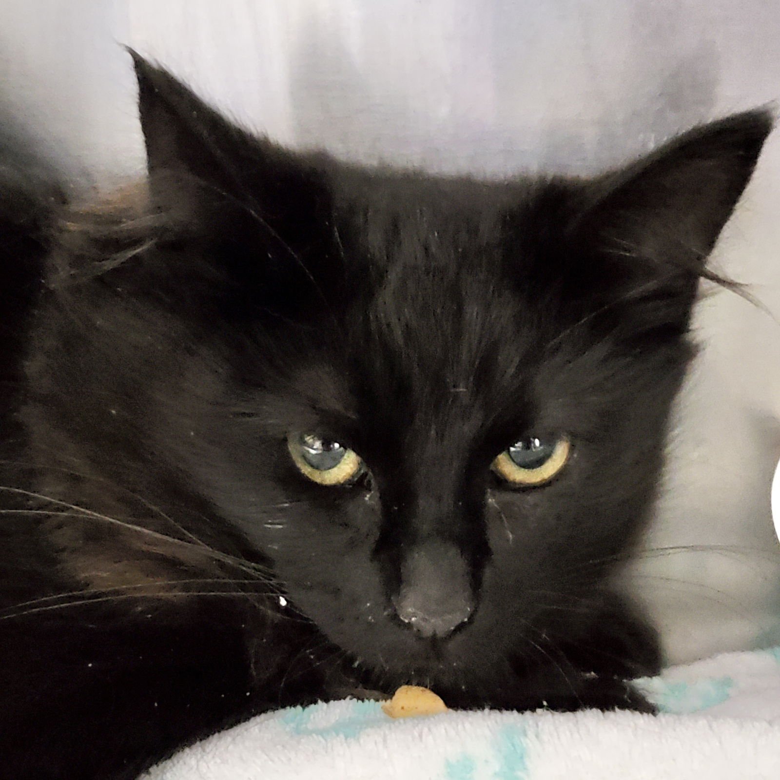 Katniss (bonded w/ Everdeen) - Photo 3