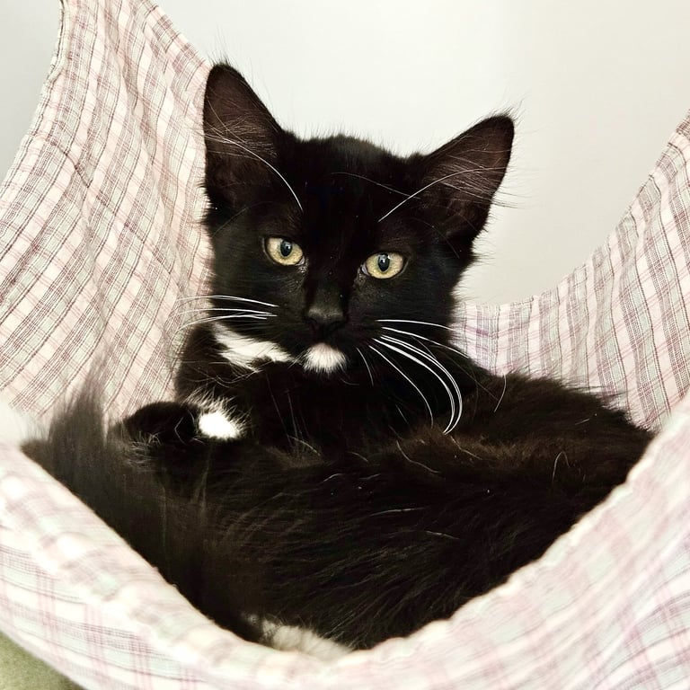 Amber (bonded w/ Saffron) Image