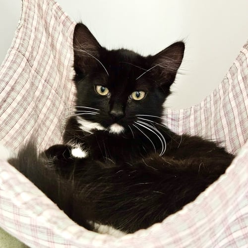 AMBER - Domestic Short Hair available for adoption