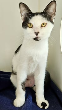 Yuki (bonded with Eevee) - Photo 3