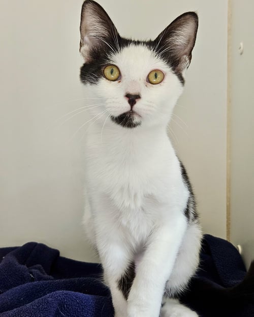 YUKI (BONDED WITH EEVEE) - Domestic Short Hair available for adoption