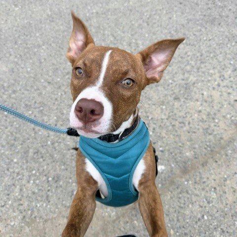 BIRDIE - Pit Bull Terrier available for adoption