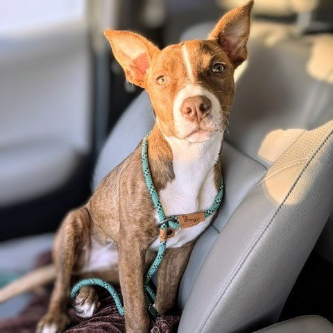 BIRDIE - Pit Bull Terrier available for adoption