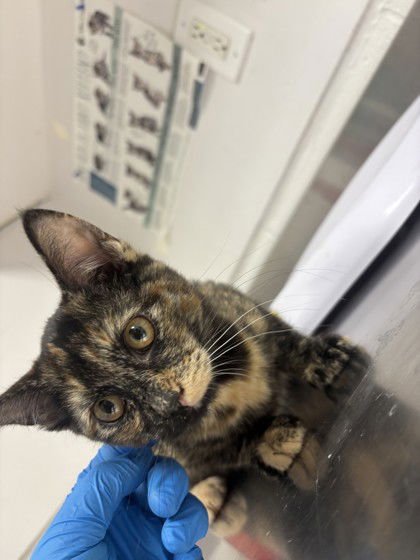 ACHEE - Domestic Short Hair available for adoption