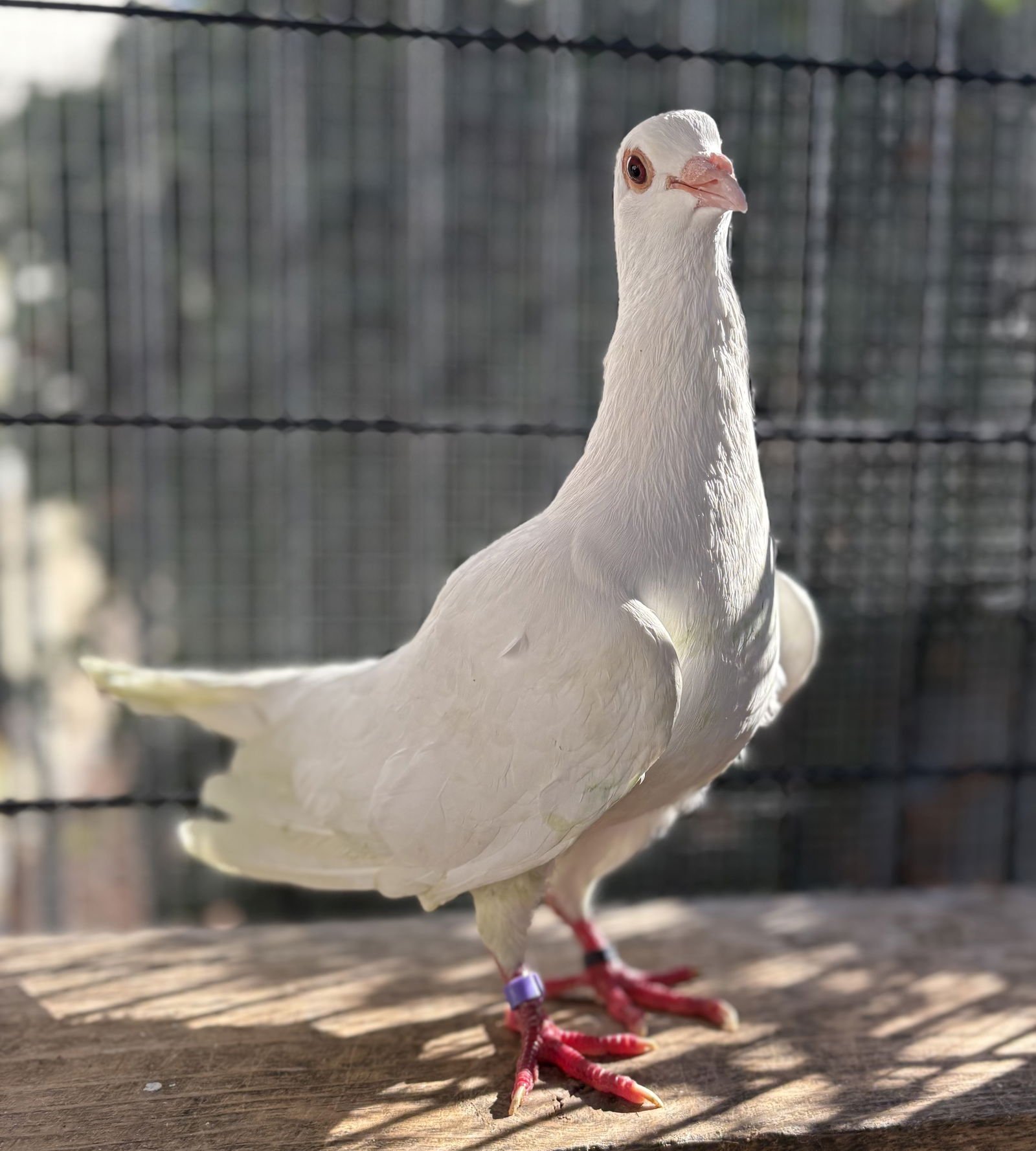 JUNE - Unknown available for adoption