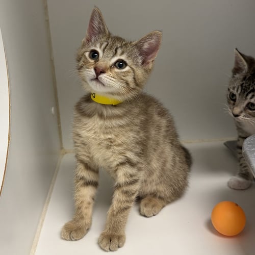 BEAR - Domestic Short Hair available for adoption